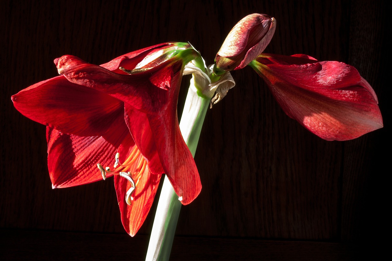 Amaryllis, Raudona, Gėlės, Gėlė, Augalas, Botanika, Uždaryti, Žiedynas, Amarilio Augalas, Flora