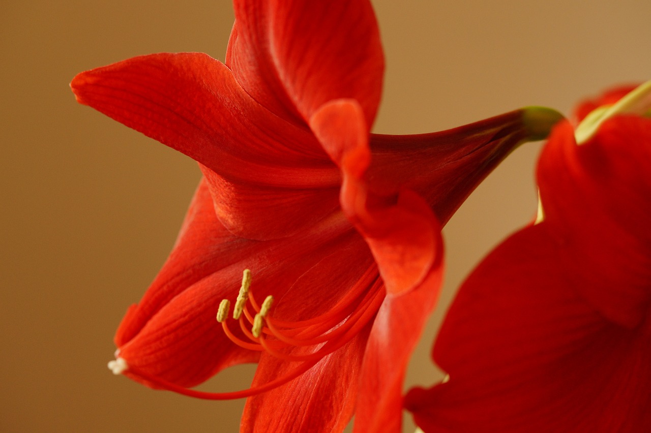 Amaryllis, Amarilio Augalas, Gėlė, Žiedas, Žydėti, Raudona, Gėlės, Kalėdos, Nemokamos Nuotraukos,  Nemokama Licenzija