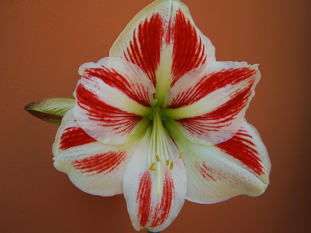 Amaryllis, Raudonos Ir Baltos Gėlės, Bulvinis Augalas, Nemokamos Nuotraukos,  Nemokama Licenzija