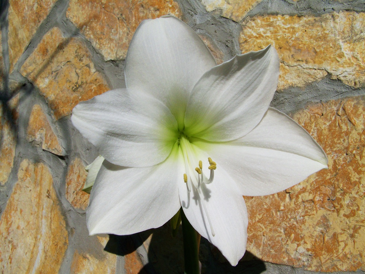 Amaryllis, Balta Gėlė, Bulvinis Augalas, Nemokamos Nuotraukos,  Nemokama Licenzija