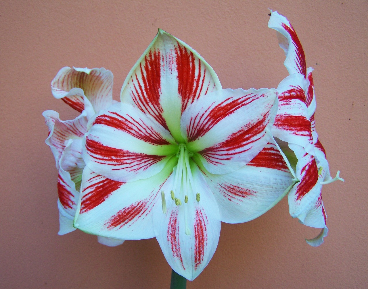 Amaryllis, Raudonos Ir Baltos Juostelės, Bulvinis Augalas, Nemokamos Nuotraukos,  Nemokama Licenzija