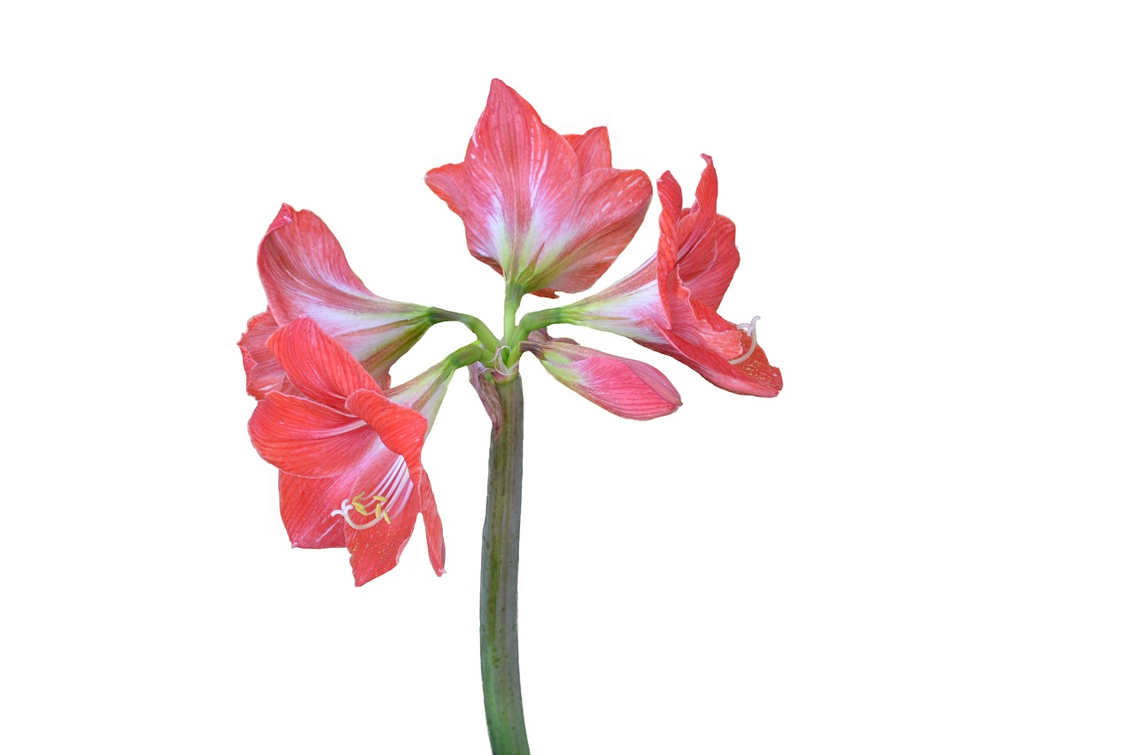 Amaryllis, Gėlė, Augalas, Raudona, Gėlės, Flora, Gamta, Rožinis Augalas, Rožinė Gėlė, Rožinis