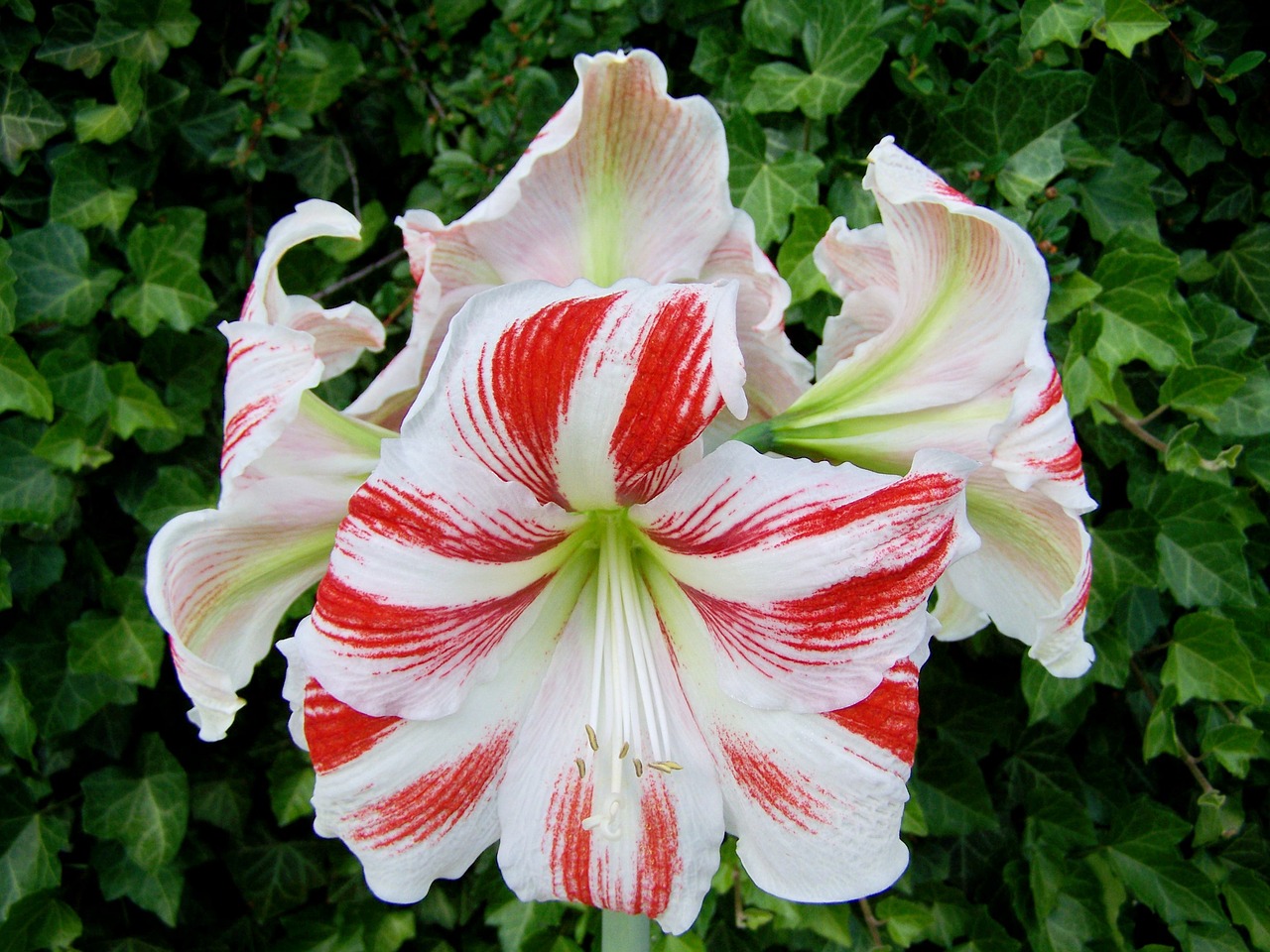 Amaryllis, Raudona Ir Balta, Kūgio Žiedynas, Svogūnėlė, Nemokamos Nuotraukos,  Nemokama Licenzija