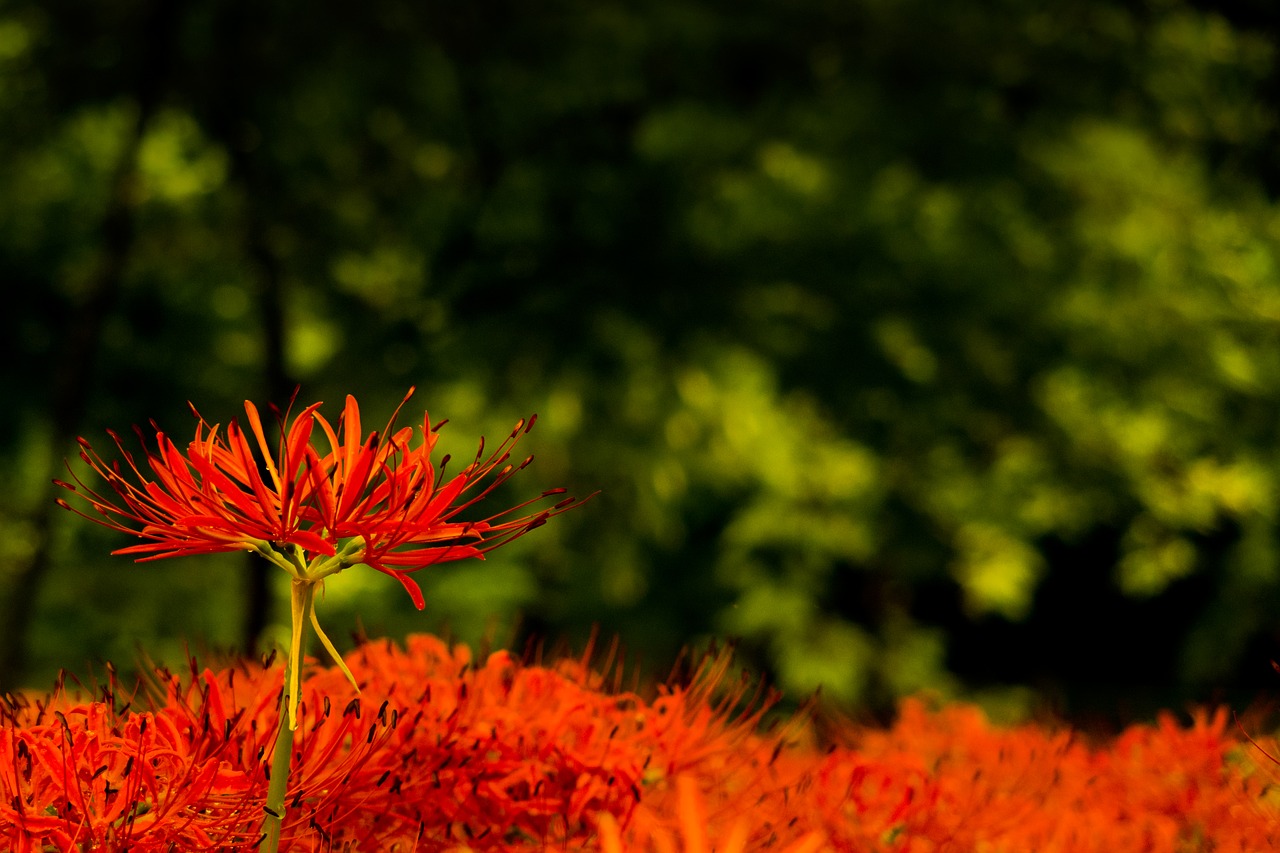 Amaryllis,  Gėlės,  Rudens Gėlės,  Voras Lelija,  Augalas, Nemokamos Nuotraukos,  Nemokama Licenzija