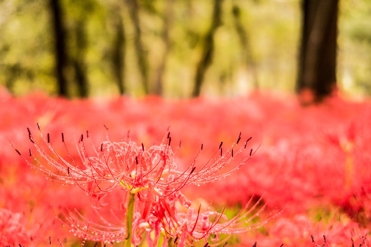 Amaryllis,  Gėlės,  Rudens Gėlės,  Voras Lelija,  Augalas, Nemokamos Nuotraukos,  Nemokama Licenzija