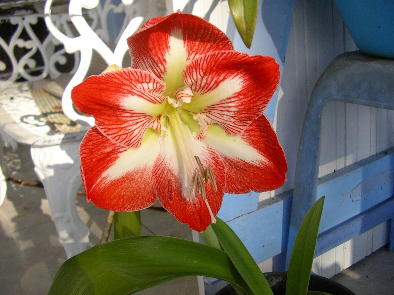 Amaryllis, Gėlė, Martinique, Raudona, Nemokamos Nuotraukos,  Nemokama Licenzija