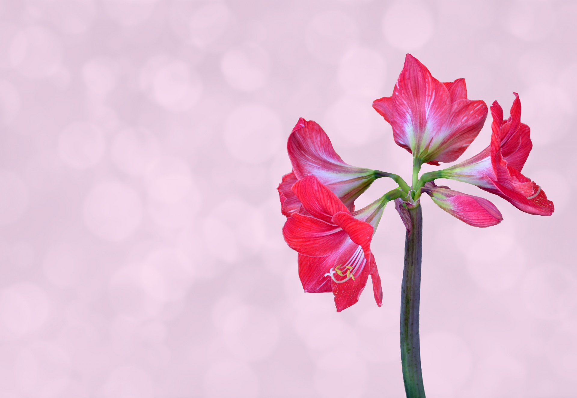 Gėlė,  Amaryllis,  Rožinis,  Bokeh,  Fonas,  Minkštas,  Dėmesio,  Augalas,  Gamta,  Žydėti