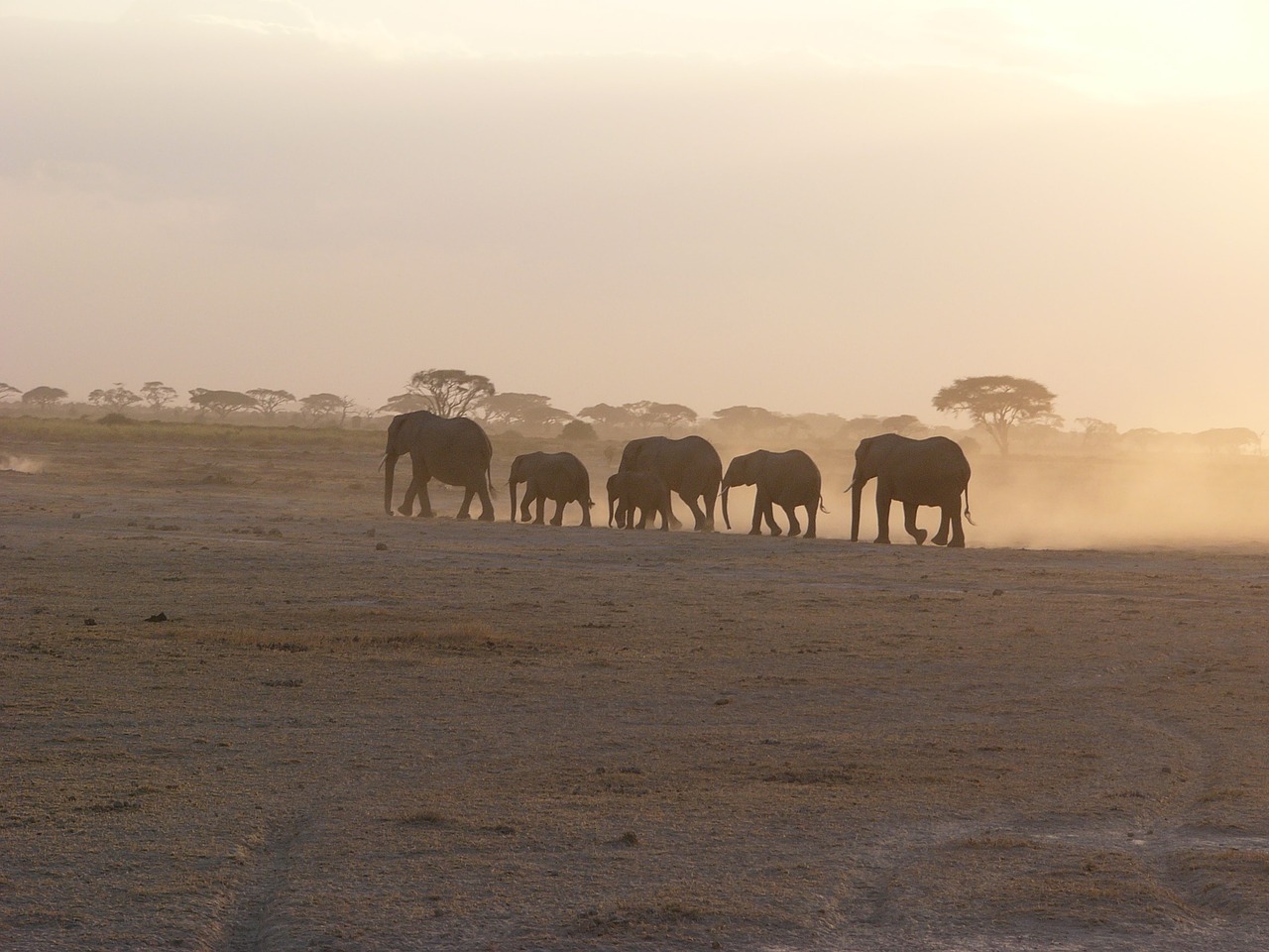 Amboseli, Dramblys, Dulkės, Šeima, Flock, Afrika, Safari, Dramblių Banda, Nemokamos Nuotraukos,  Nemokama Licenzija