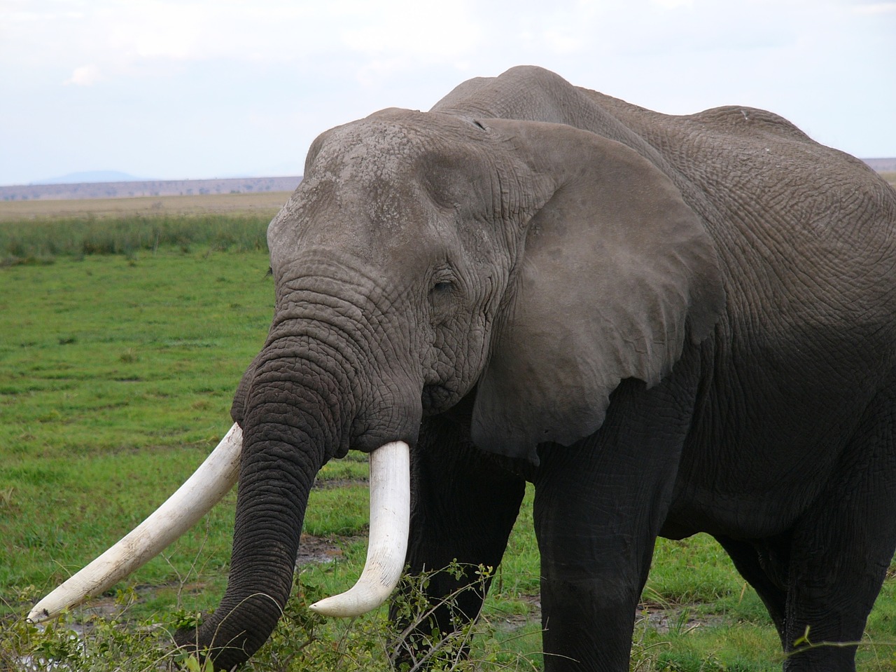 Amboseli Nacionalinis Parkas, Kenya, Dramblys, Gyvūnas, Gyvūnai, Gamta, Afrikos Dramblys, Afrika, Tusks, Brosmė