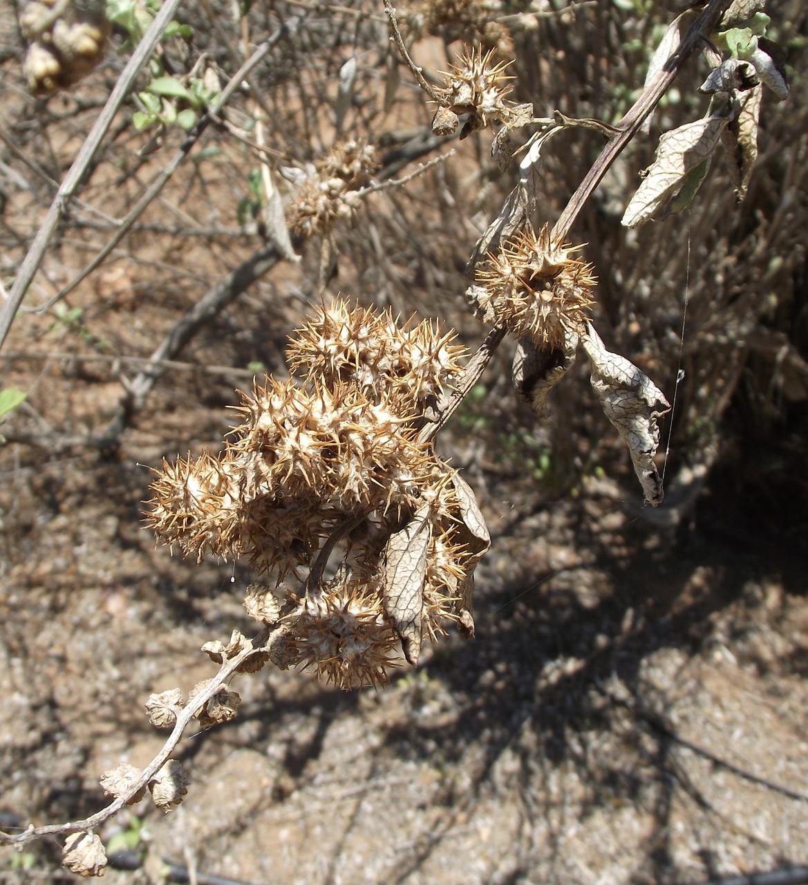 Ambrosi Chenopodiifolia, San Diego Bursage, San Diego Bur Ambrozija, Flora, Augalas, Makro, Dygliuotas, Botanika, Egzempliorius, Nemokamos Nuotraukos