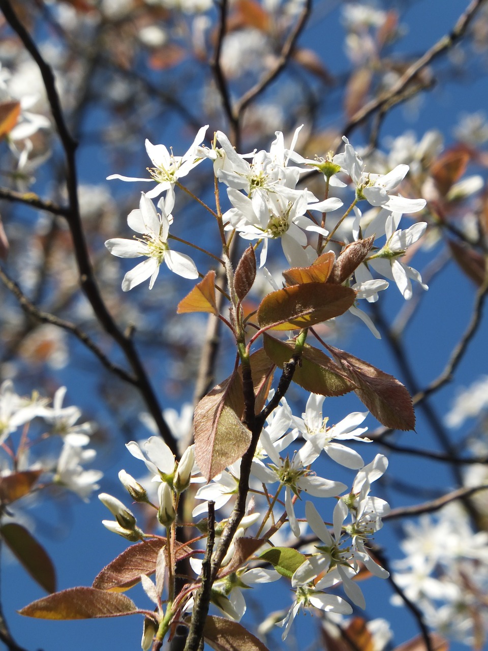 Amelanchier, Amelanchier Laevis, Gėlė Balta, Lapų Bronzos, Pavasaris, Nemokamos Nuotraukos,  Nemokama Licenzija