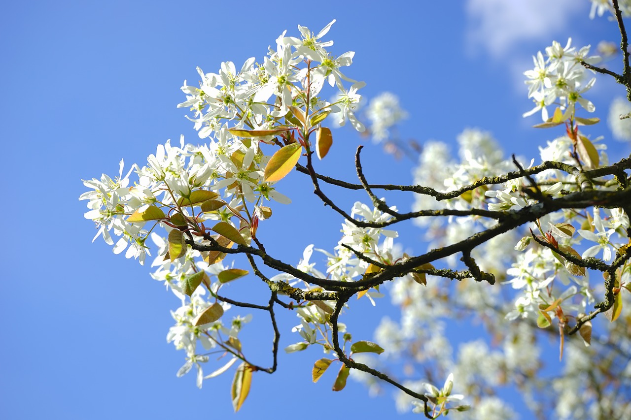 Amelanchier, Gėlės, Balta, Blütenmeer, Pavasaris, Medis, Filialas, Kernobstgewaechs, Didelis, Rožių Šiltnamius