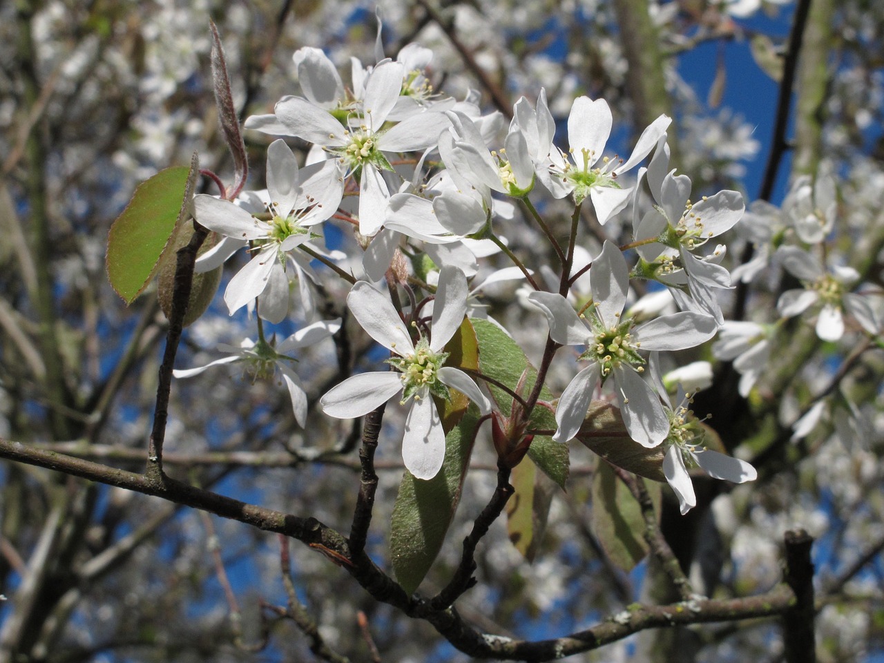 Amelanchier,  Augalas,  Pavasaris,  Žiedas,  Žydi, Nemokamos Nuotraukos,  Nemokama Licenzija