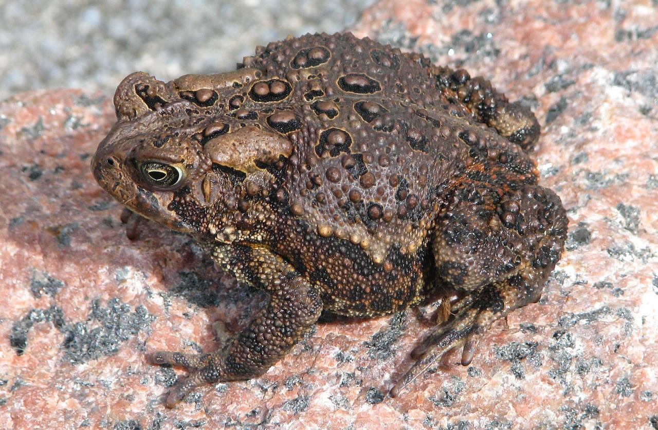 Amerikietis, Rupūžė, Anaxyrus Americanus, Ontarijas, Kanada, Nemokamos Nuotraukos,  Nemokama Licenzija