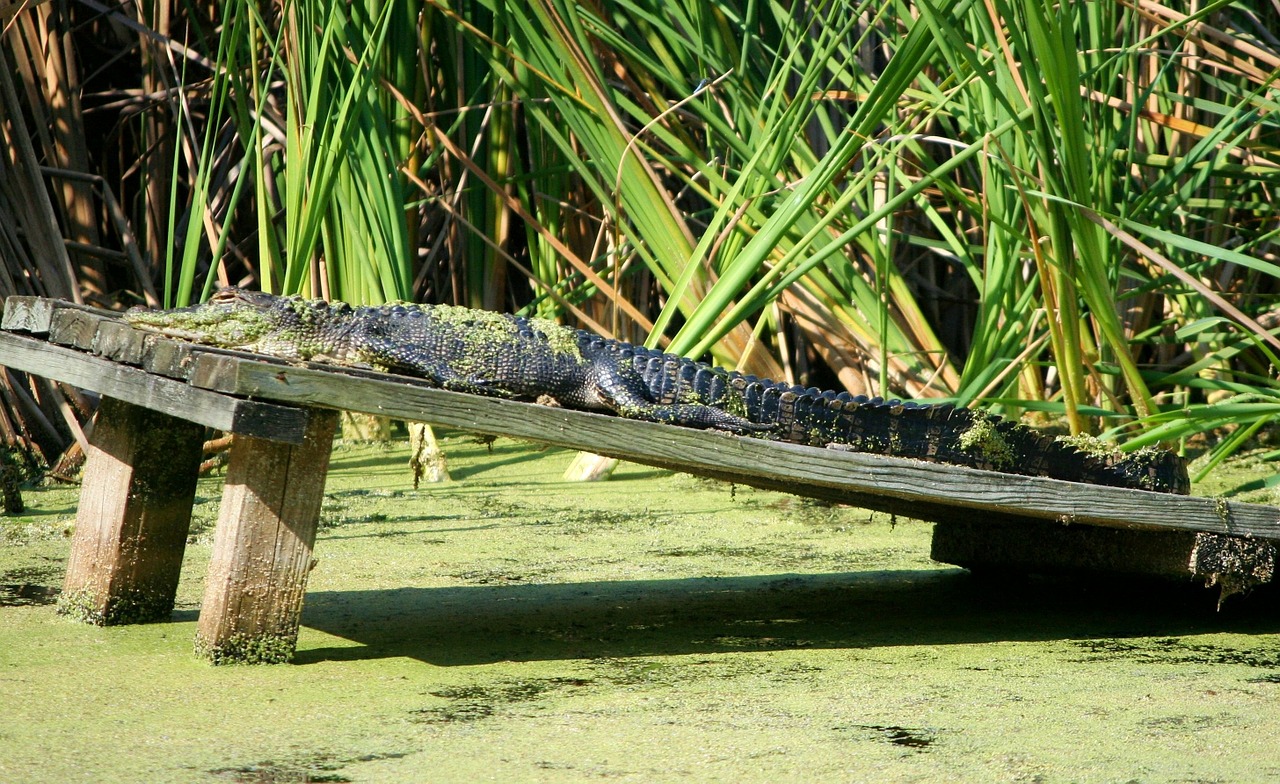 Amerikietiškas Aligatorius, Ropliai, Krokodilas, Degintis, 3 5 Metrai, Pelkė, Nemokamos Nuotraukos,  Nemokama Licenzija