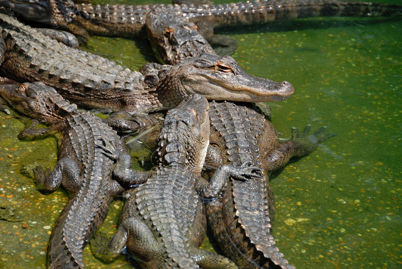 Amerikietiški Aligatoriai, Aligatorius, Ropliai, Laukinė Gamta, Gyvūnas, Florida, Gamta, Pelkė, Plėšrūnas, Laukiniai