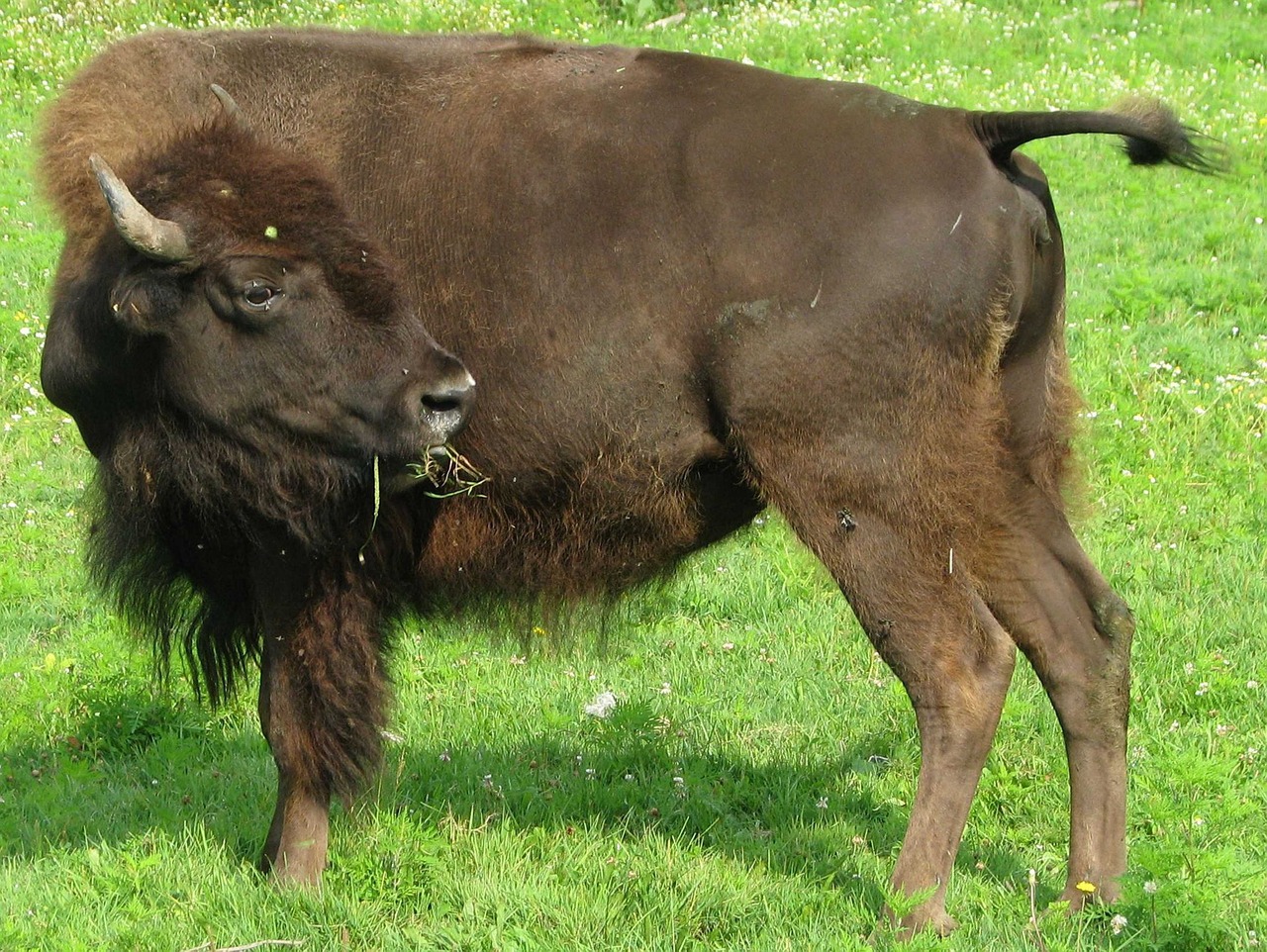 American Bison, Bison Bison, Ontarijas, Kanada, Nemokamos Nuotraukos,  Nemokama Licenzija