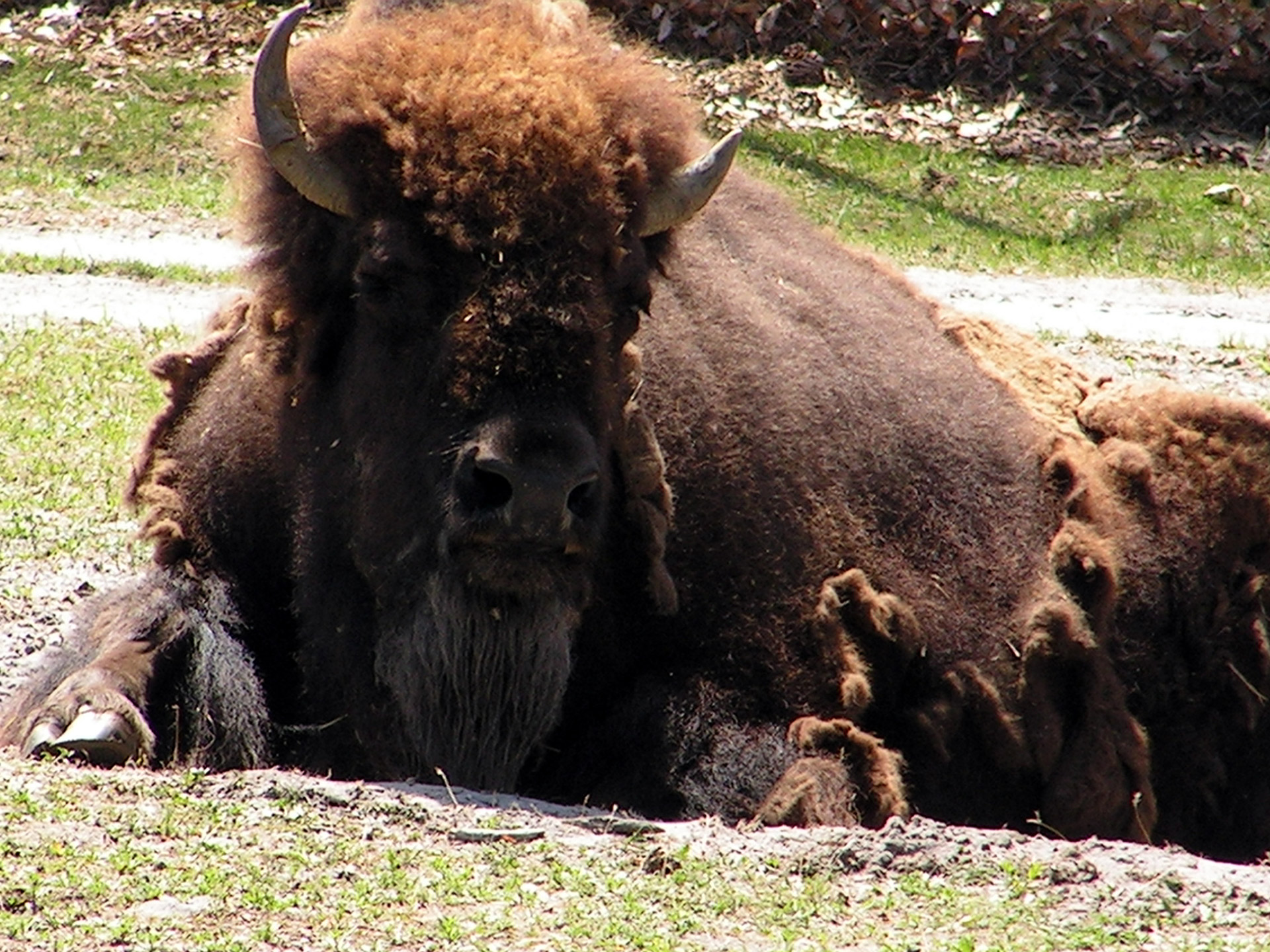 Buivolai,  Amerikietis,  Zoologijos Sodas,  Amerikos Buivolai, Nemokamos Nuotraukos,  Nemokama Licenzija