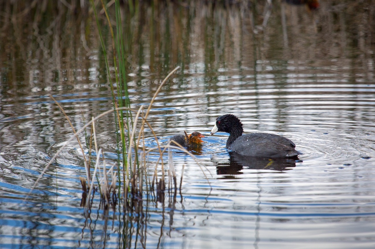 American Coot, Viščiukas, Tvenkinys, Vanduo, Laukinė Gamta, Paukščiai, Gamta, Ežeras, Jaunas, Vandens Paukščiai