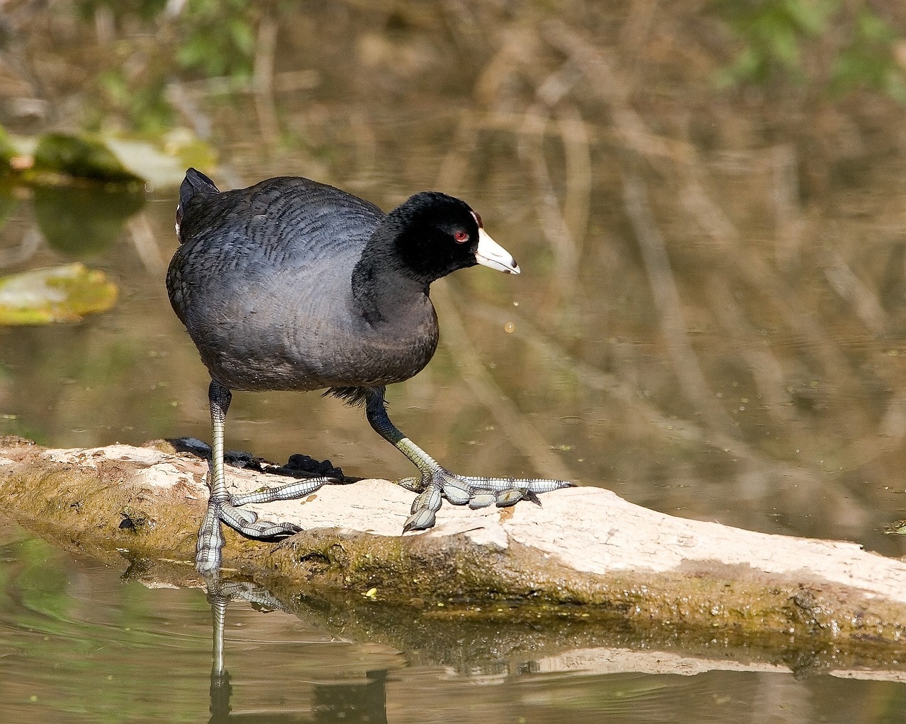 American Coot, Paukštis, Laukinė Gamta, Gamta, Vandens Paukščiai, Vandens, Pelkė, Plunksnos, Žiūri, Lauke