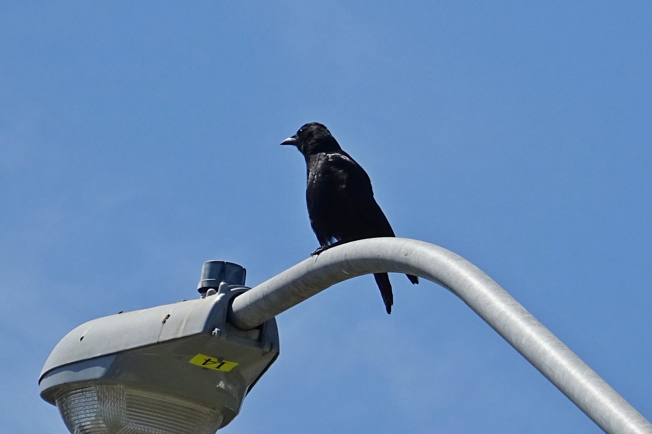 Amerikietiškos Varnos, Corvus Brachyrhynchos, Praeivis, Paukštis, Amerikietis, Omnivore, Varna, Corvid, Corvidae, Kalifornija