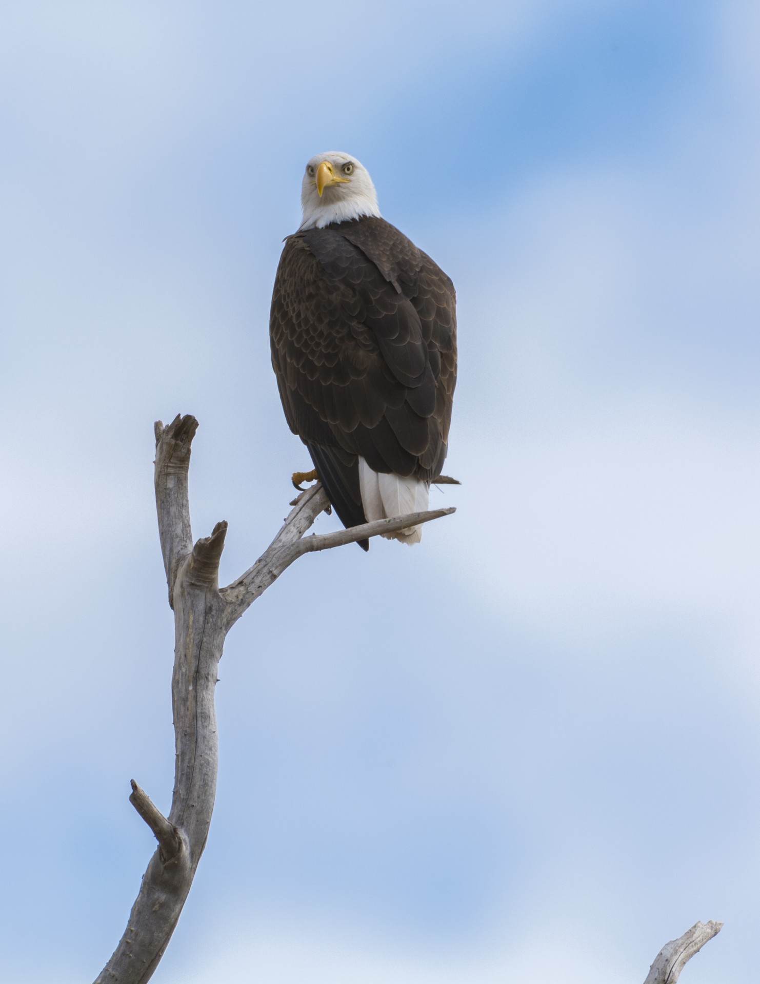 Amerikietis,  Erelis,  Dangus,  Lizdas,  Gamta,  Amerikietiškas Erelis, Nemokamos Nuotraukos,  Nemokama Licenzija