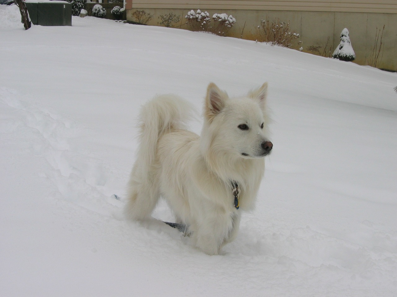 American Eskimo Dog,  Sniegas,  Šunys,  Mielas,  Balta,  Žiūri,  Atidus,  Vidaus,  Portretas,  Gyvūnas