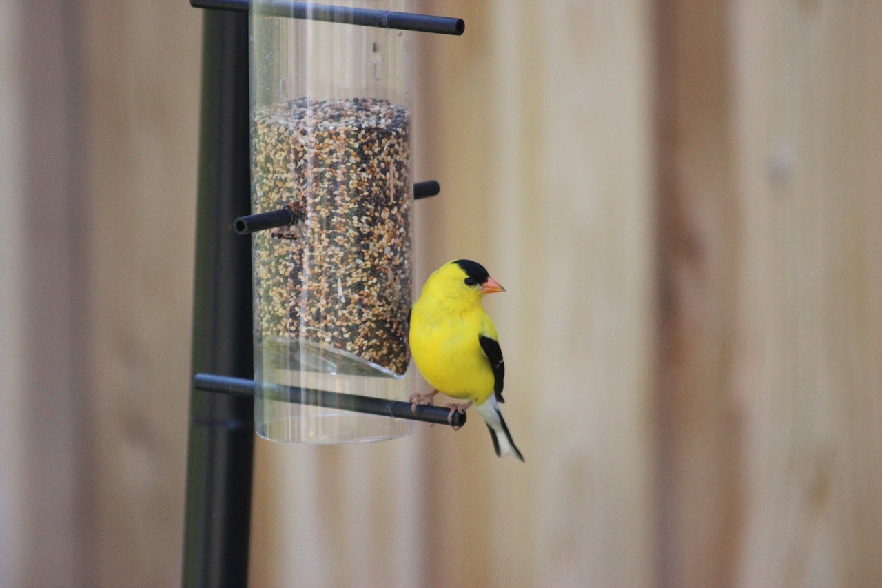 American Goldfinch, Spinus Tristis, Rytinė Aukso Žievė, Šiaurės Amerikietiška Paukštis, Žiurkių Šeima, Paukštis, Sėkla, Tiektuvas, Nemokamos Nuotraukos,  Nemokama Licenzija