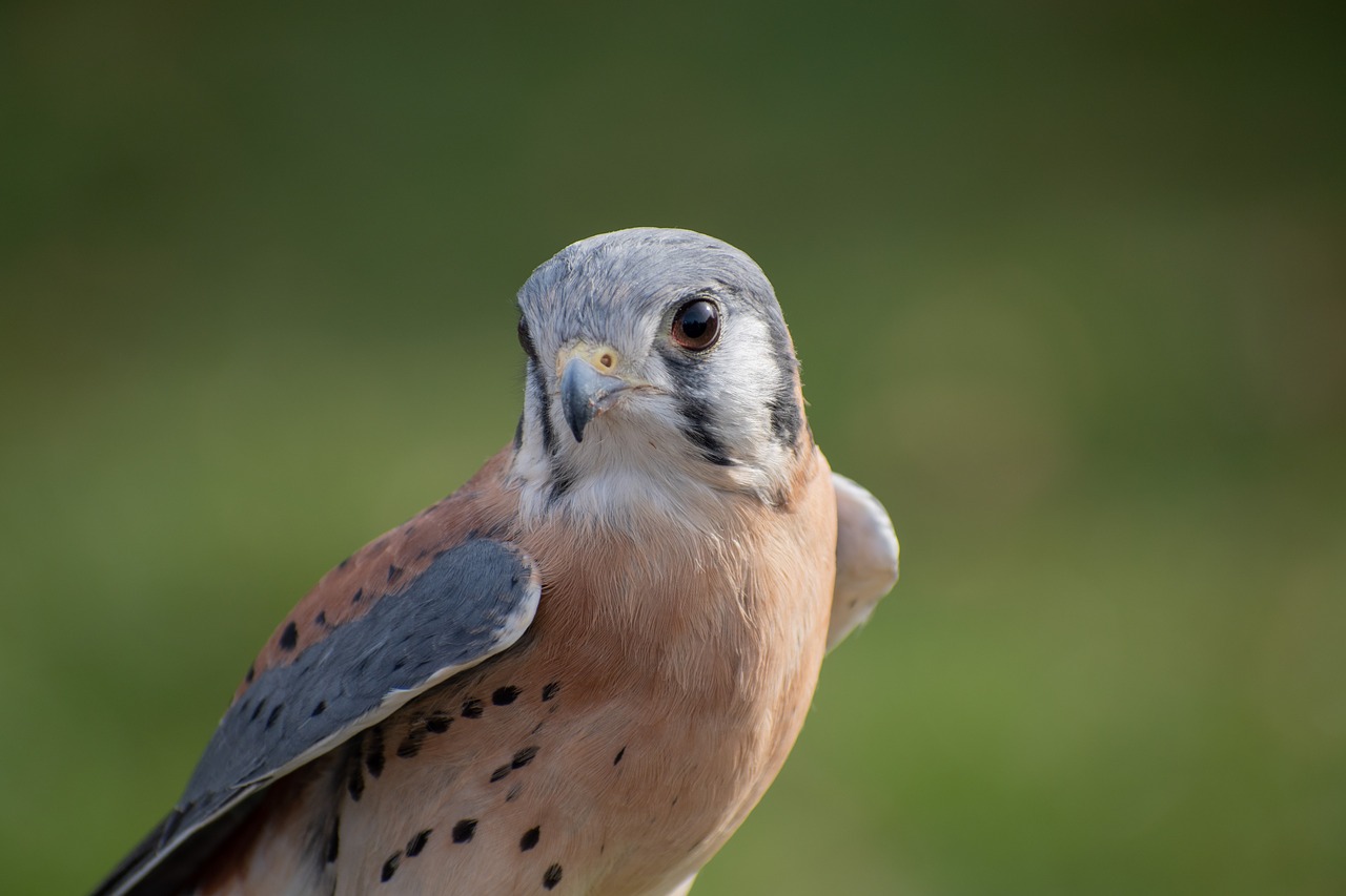 American Pelėsakaliais,  Kestrel,  Falcon,  Raptor,  Sakalais,  Paukštis,  Pobūdį,  Gyvūnijos, Nemokamos Nuotraukos,  Nemokama Licenzija