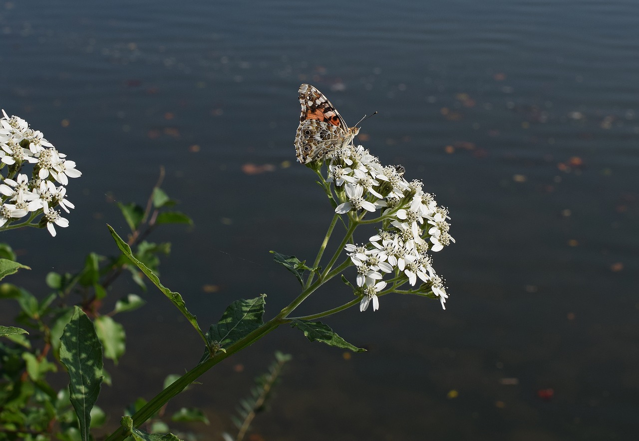 Amerikietiškos Damos Drugelis, Vabzdys, Apdulkintojas, Gyvūnas, Aukštas Boneset, Gėlė, Wildflower, Žiedas, Žydėti, Augalas