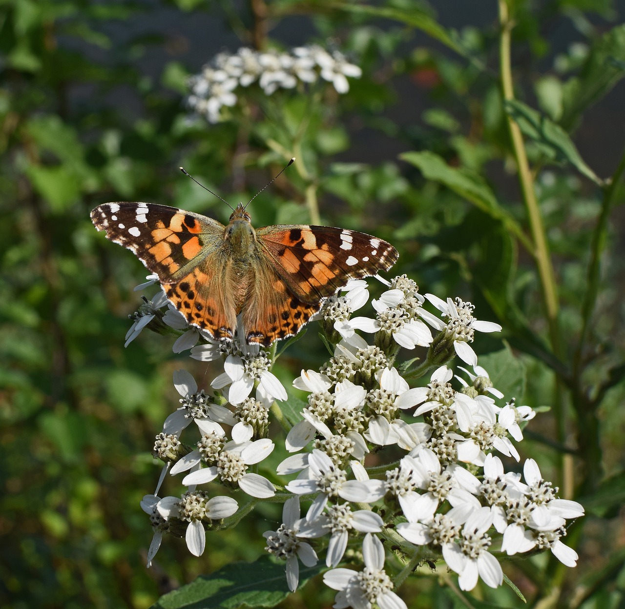 Amerikietiškos Damos Drugelis, Vabzdys, Apdulkintojas, Gyvūnas, Aukštas Boneset, Gėlė, Wildflower, Žiedas, Žydėti, Augalas