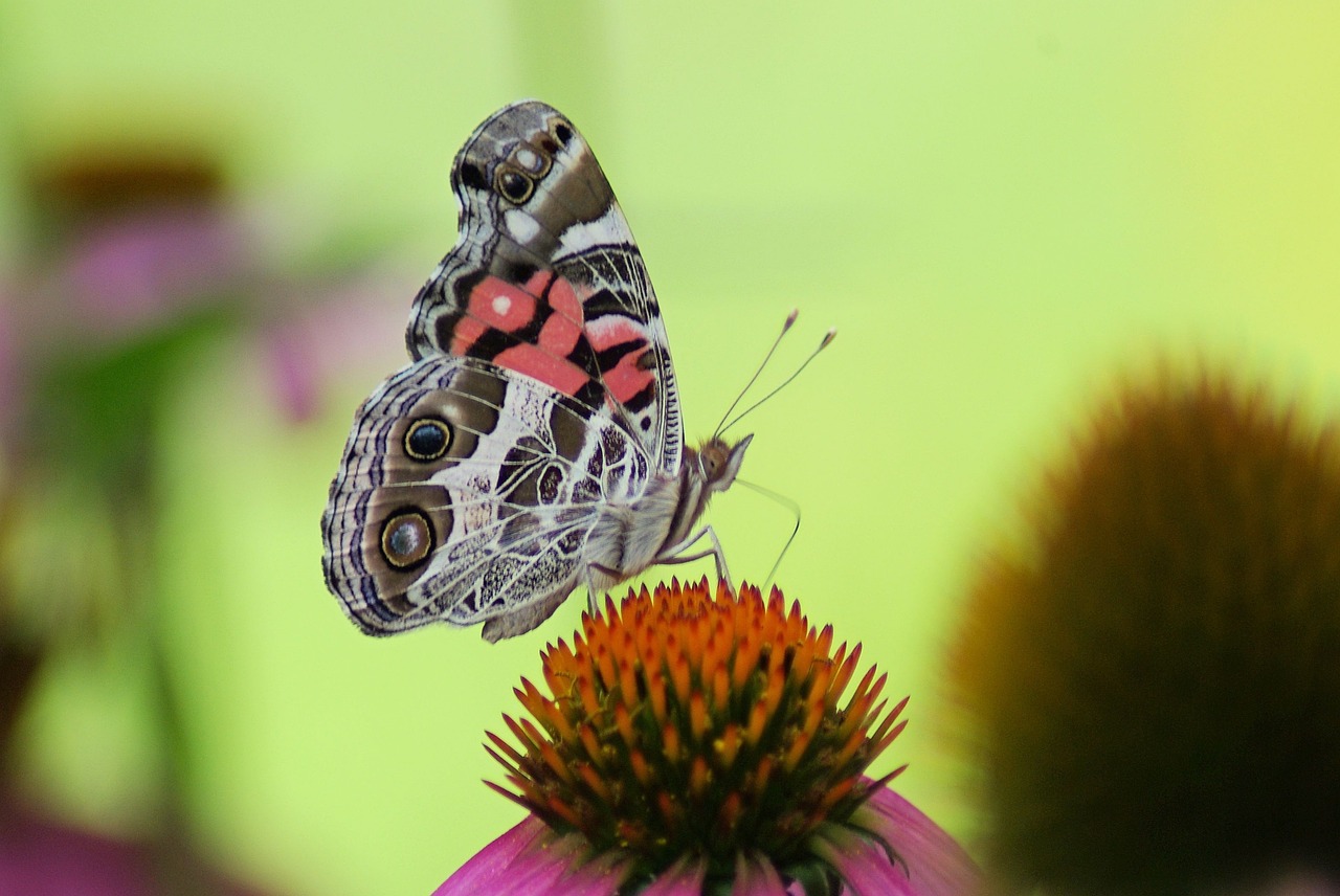 Amerikos Panele Drugelis,  Violetinė,  Amerikos Panele,  Vasara,  Pavasaris,  Žiedas,  Echinacea,  Žiedlapis,  Drugelis,  Augalų