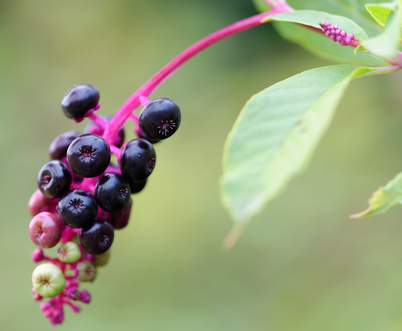 American Pokeweed, Pokeweed, Augalas, Toksiškas, Nemokamos Nuotraukos,  Nemokama Licenzija