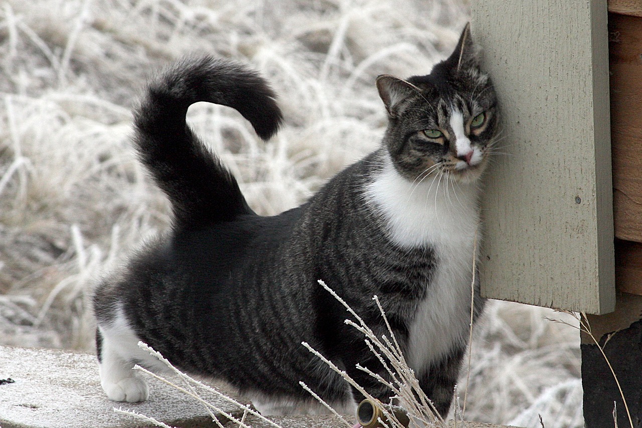 American Shorthair Cat, Naminis Katinas, Katė, Trumpi Plaukai, Juoda, Balta, Katė Rub, Bunting, Žalios Akys, Kačių Ūsai
