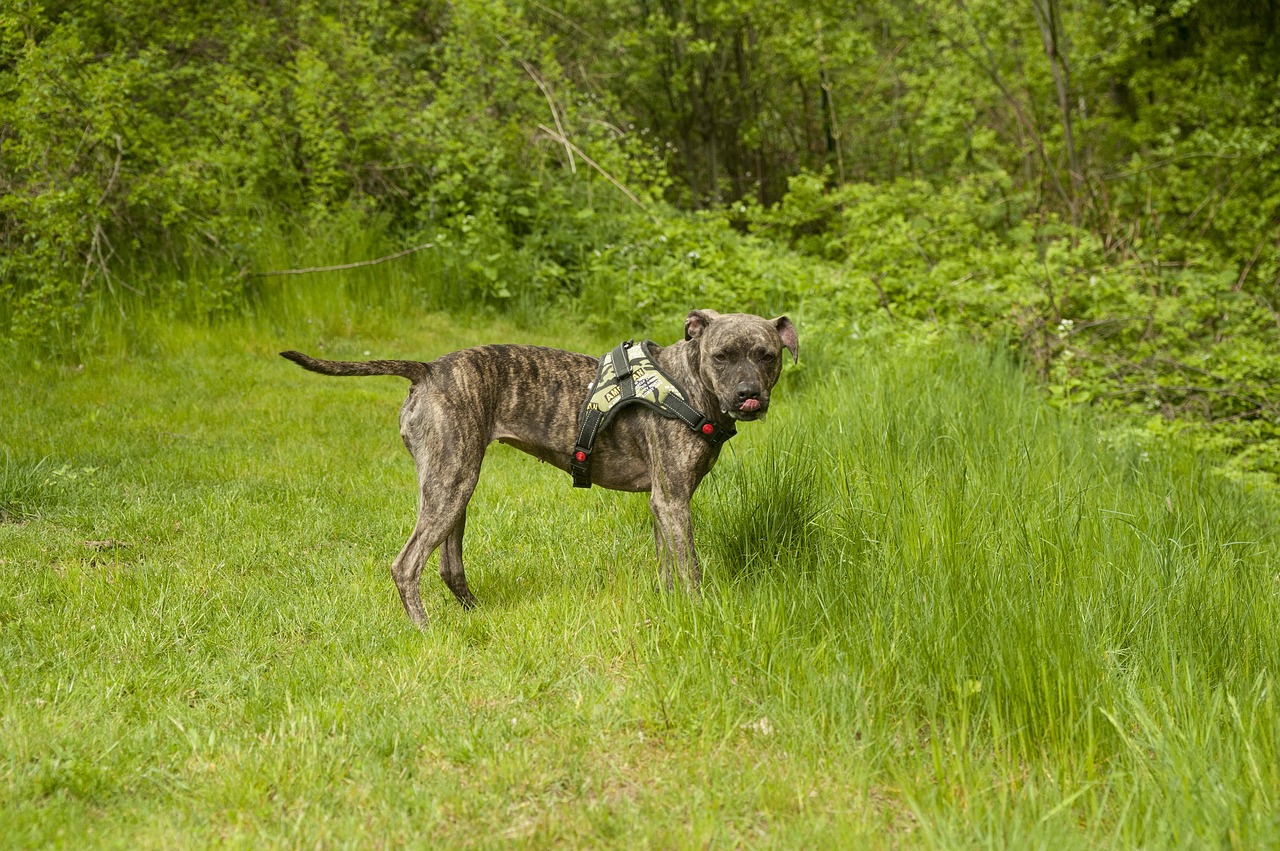 Amerikiečių Stafordšyras, Šuo, Pieva, Vasara, Lenktynės, Probleminis Šuo, Amstaff, Nemokamos Nuotraukos,  Nemokama Licenzija