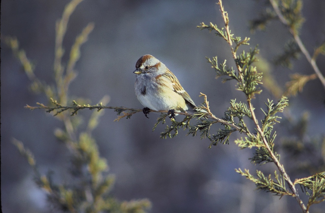 American Tree Sparrow, Paukštis, Laukinė Gamta, Gamta, Sustingęs, Lauke, Filialas, Mažas, Portretas, Nemokamos Nuotraukos