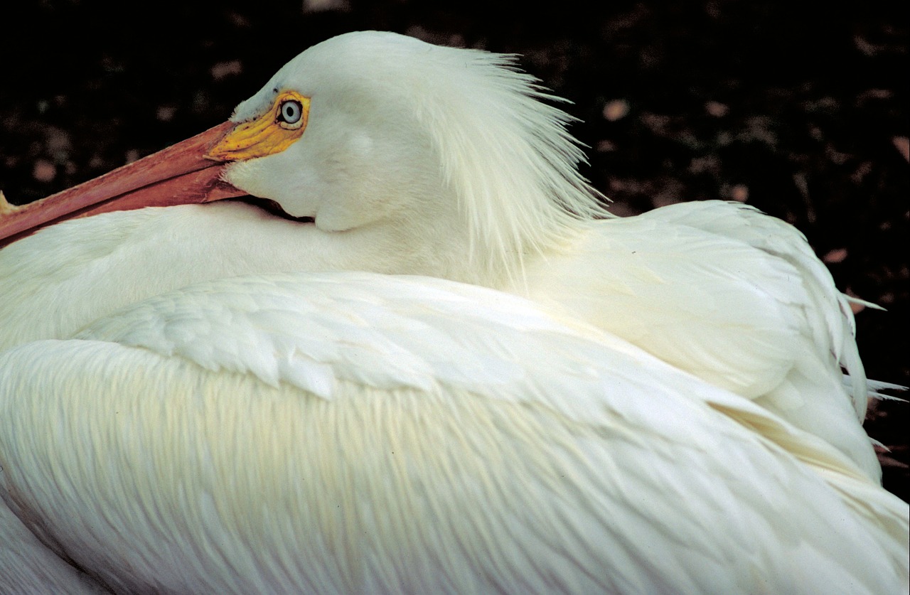 American White Pelican, Paukštis, Iš Arti, Vandens Paukščiai, Laukinė Gamta, Gamta, Jūros Paukštis, Sąskaitą, Poilsio, Nemokamos Nuotraukos
