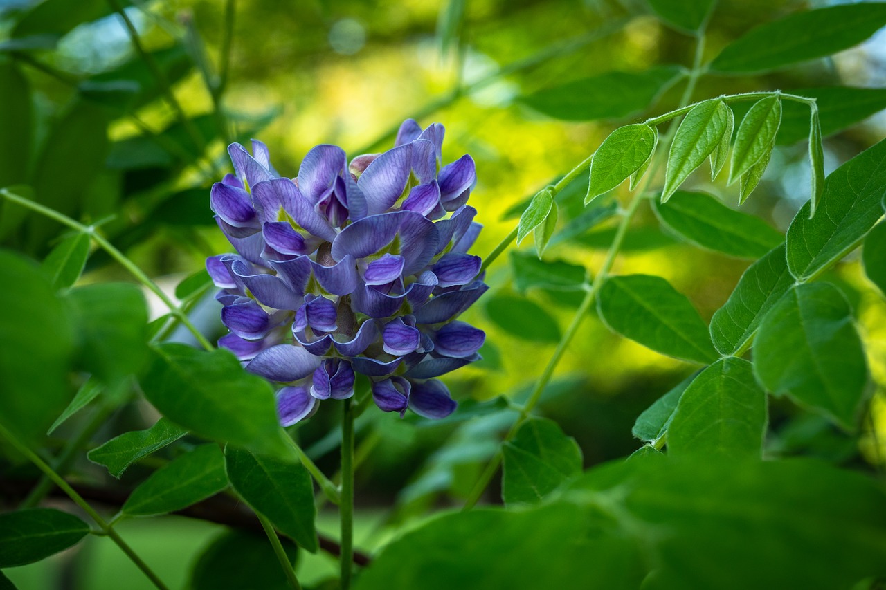 Ametistas Patenka Wisteria,  Gėlė,  Pavasaris, Nemokamos Nuotraukos,  Nemokama Licenzija