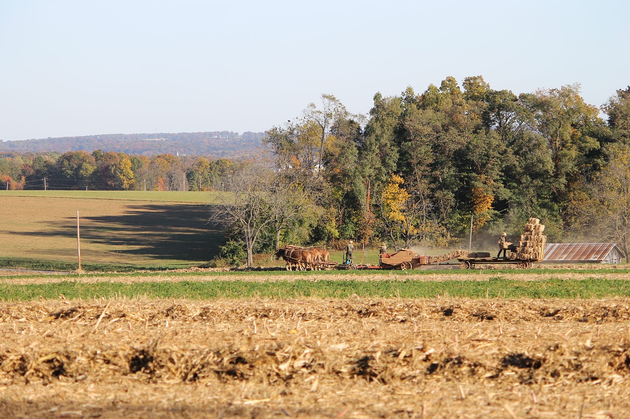 Amish, Pennsylvania, Ūkis, Kaimas, Apskritis, Lancaster, Arklys, Kraštovaizdis, Laukas, Gyvūnas