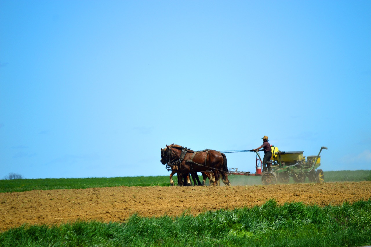 Amish, Sodas Eiti, Arklys, Laukas, Pavasaris, Ūkininkavimas, Žemdirbystė, Arimas, Pateiktas, Nemokamos Nuotraukos