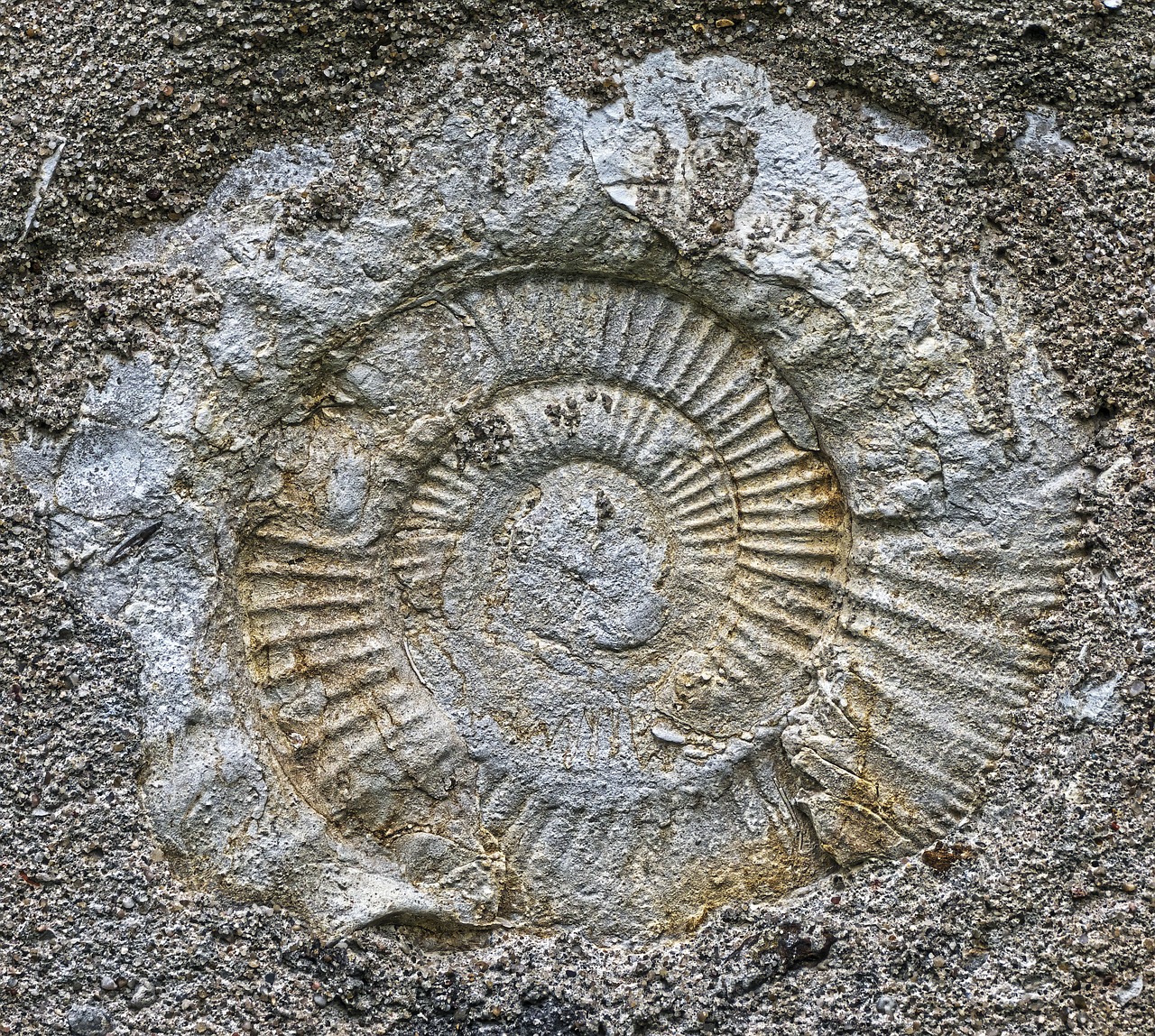 Ammonitas, Iškastinis, Nusodinimas, Priešistoriniai Laikai, Nusmukęs, Sraigė, Amonitai, Fosilijos, Jura, Juros Jūra