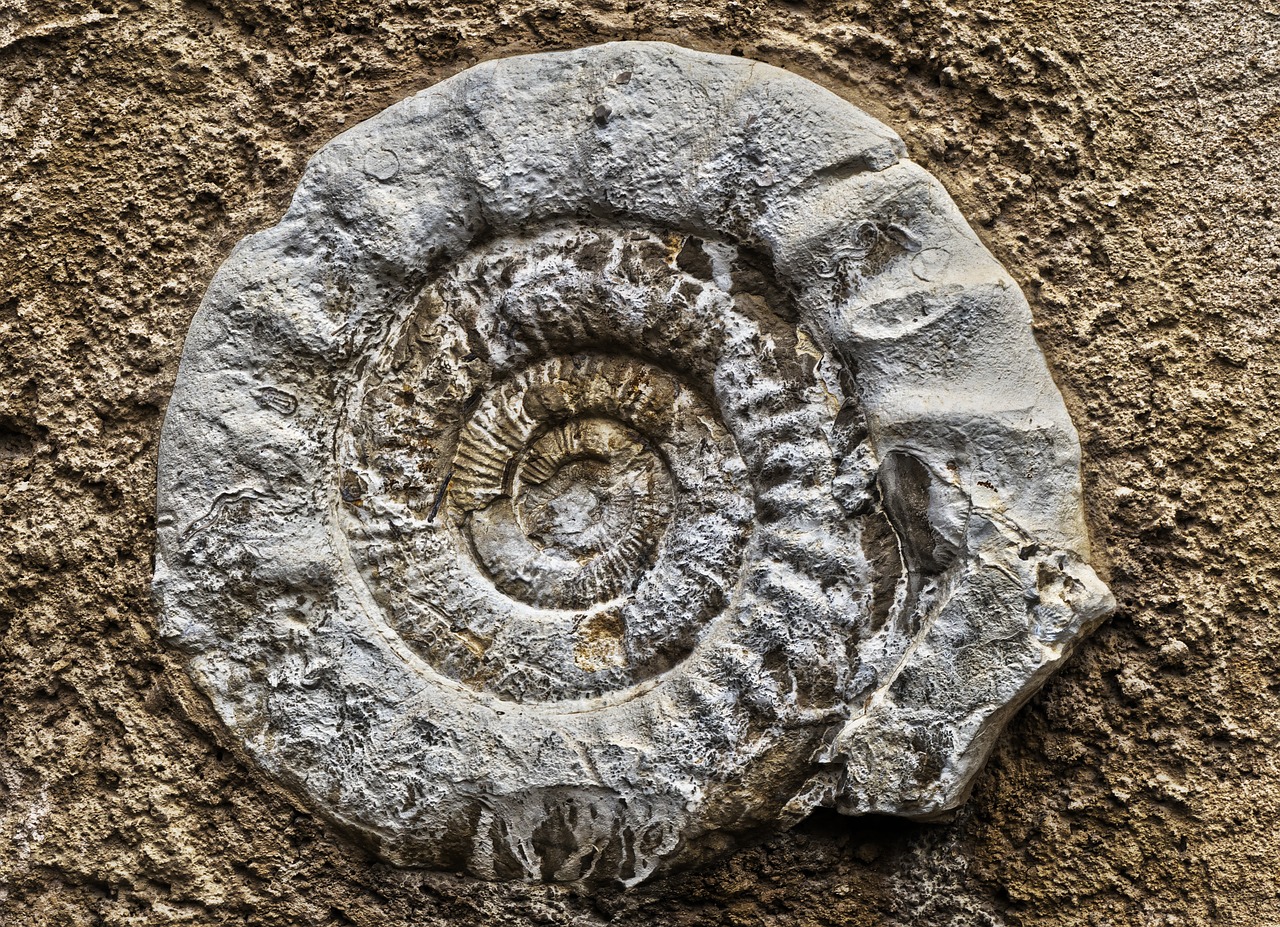 Ammonitas,  Iškastinis,  Nusodinimas,  Suvynioti,  Priešistoriniai Laikai,  Nusmukęs,  Sraigė,  Amonitai,  Fosilijos,  Jura