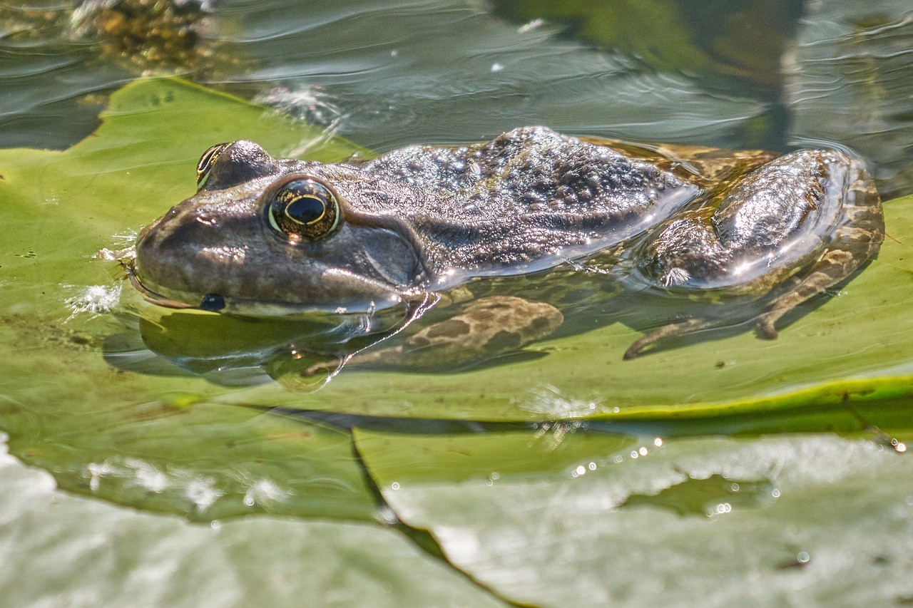 Amfibija, Varlė, Vandens Varlė, Medžio Varlė, Tvenkinys, Varlės Tvenkinys, Vanduo, Gyvūnas, Žalias, Gamta