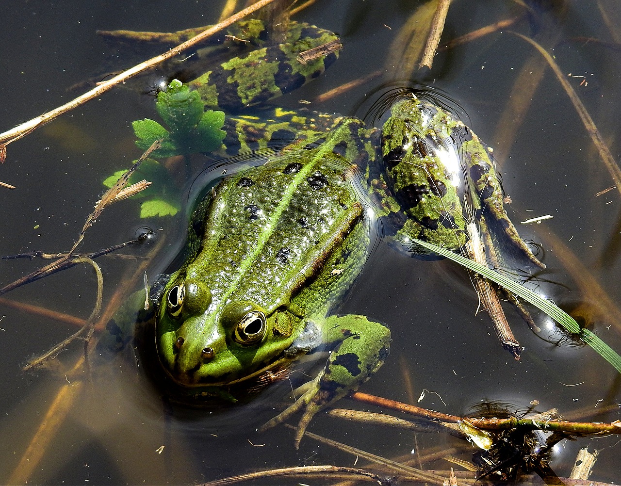 Varliagyviai Bezogniowe,  Varlė,  Pobūdį,  Gyvūnai, Nemokamos Nuotraukos,  Nemokama Licenzija