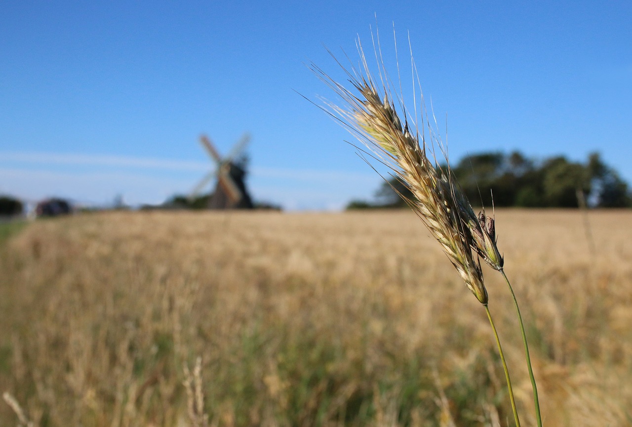 Amrum, Malūnas, Ausis, Grūdai, Kukurūzų Laukas, Vasara, Nemokamos Nuotraukos,  Nemokama Licenzija