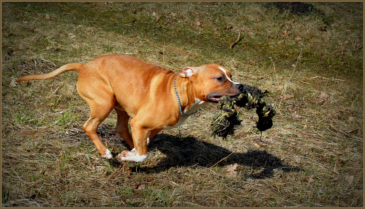 Amstaff, Šuo, Personaly, Stafordšyras, Gyvūnas, Naminis Gyvūnėlis, Terjeras, Šunys, Darbuotojai, Grynakraujis