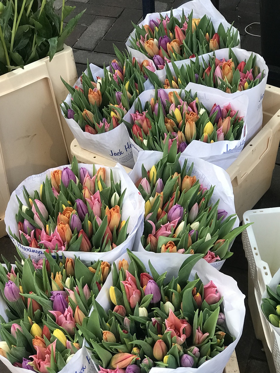 Как хранятся тюльпаны. Тюльпаны коллаж. Амстердам тюльпаны. Амстера цветок. Тюльпаны в городе.