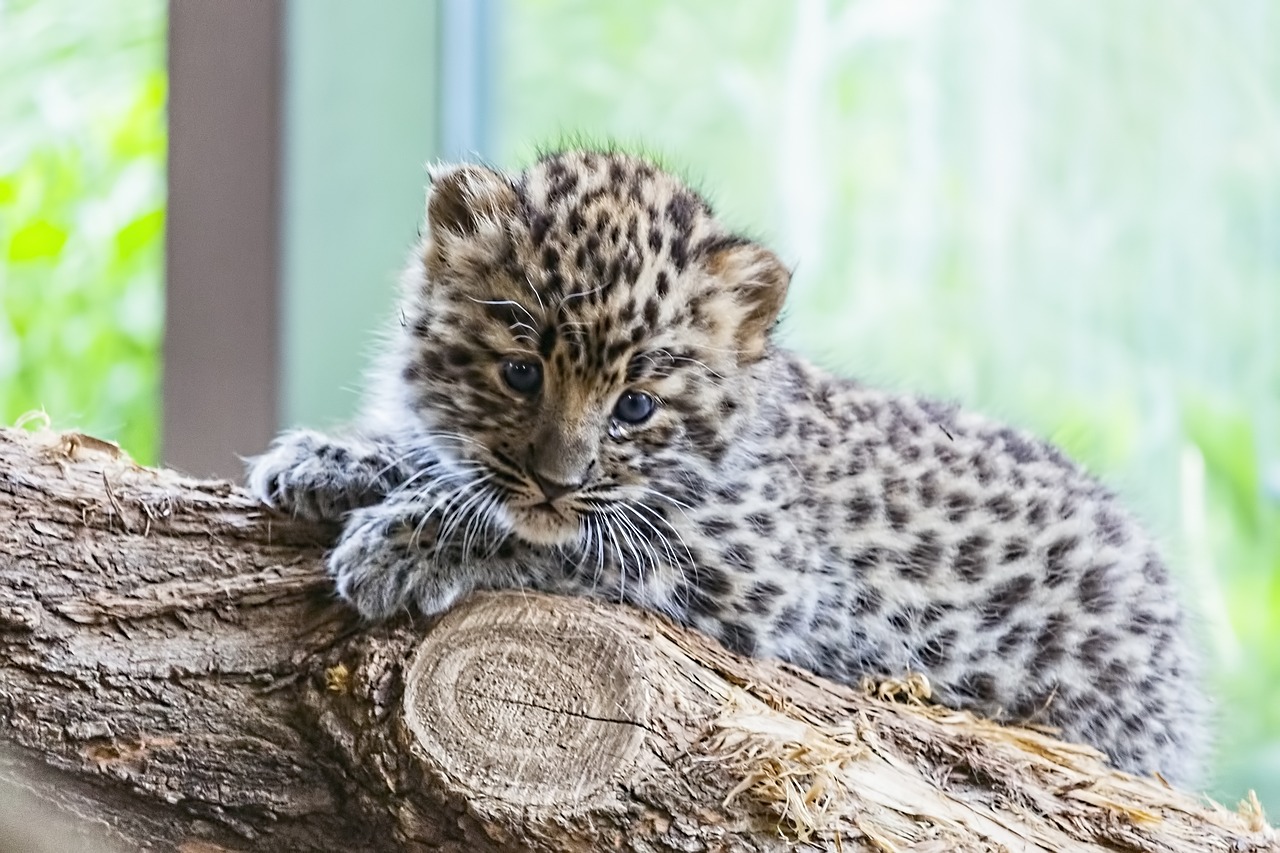 Amūro,  Amūras Leopardas,  Amūrinis Leopardas Kūdikis,  Leopardas Kūdikis,  Leopardas,  Kūdikių,  Kūdikių Gyvūnų,  Wildcat,  Laukinė Katė Kūdikis,  Laukinės Katės Kūdikių