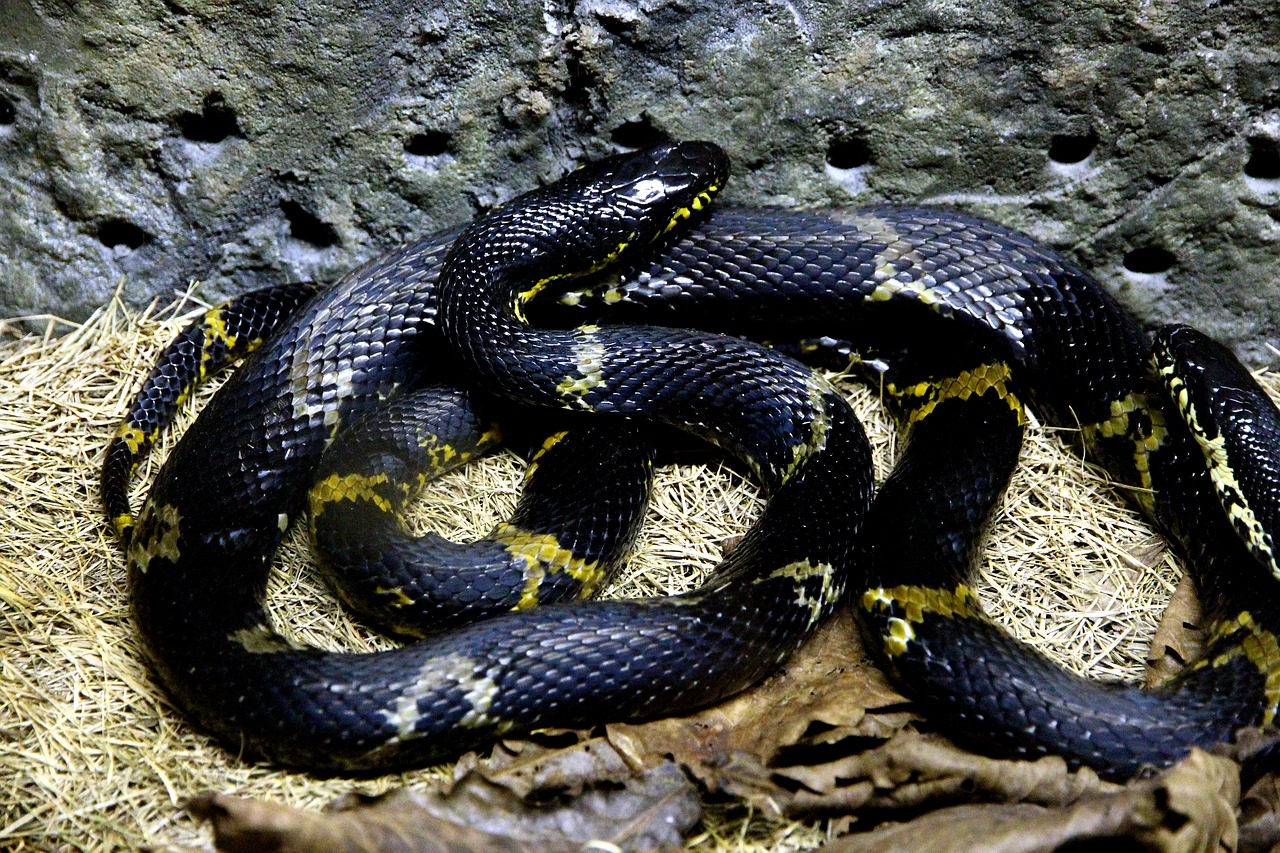 Amūras Ratsnake,  Gyvatės Shrenk,  Gyvatė,  Elaphe Schrenckii,  Bėgikas,  Terariumas,  Roplys,  Gyvūnijos,  Gyvūnai Rusijos,  Pobūdį