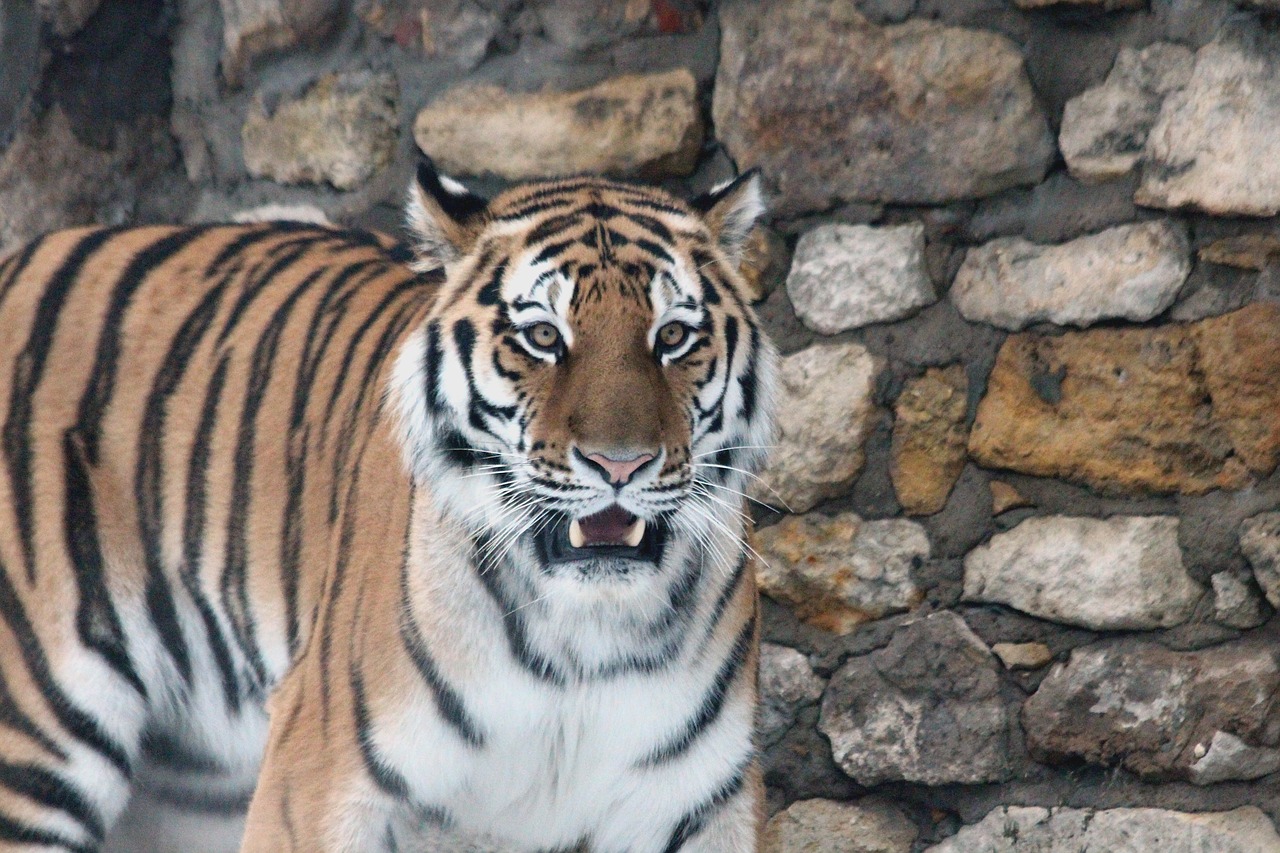 Amur Tigras, Tigras, Plėšrūnas, Grobio Žvėris, Laukinis Katinas, Žvėrys, Zoologijos Sodas, Iš Arti, Gyvūnas, Akmeninė Siena